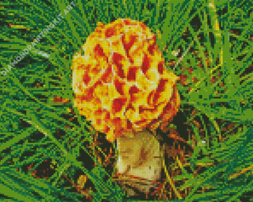 Morel Mushrooms Diamond Painting