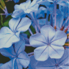 Periwinkle Flowers Diamond Painting