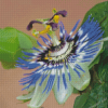 Blue Passion Flower Diamond Painting