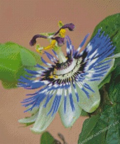 Blue Passion Flower Diamond Painting