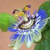 Blue Passion Flower Diamond Painting