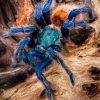 Spider Animal Diamond Painting