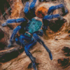 Spider Animal Diamond Painting