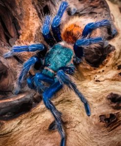 Spider Animal Diamond Painting