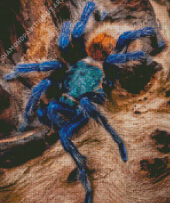 Spider Animal Diamond Painting