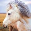 White Icelandic Horse Diamond Painting