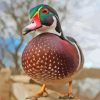 Wood Duck Diamond Painting