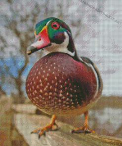 Wood Duck Diamond Painting