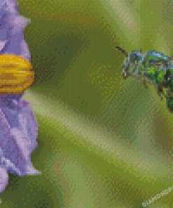 Euglossa Bazinga Diamond Painting