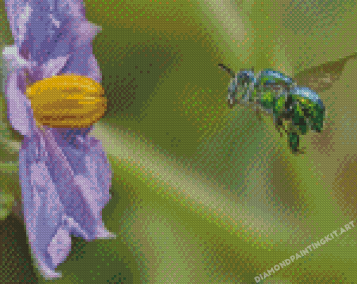 Euglossa Bazinga Diamond Painting