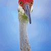 Sandhill Crane Diamond Painting