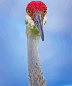 Sandhill Crane Diamond Painting