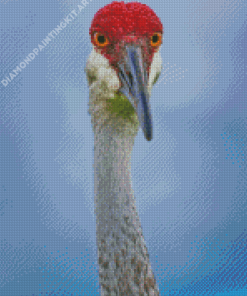 Sandhill Crane Diamond Painting