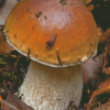 Boletus Edulis Diamond Painting