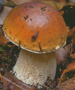 Boletus Edulis Diamond Painting