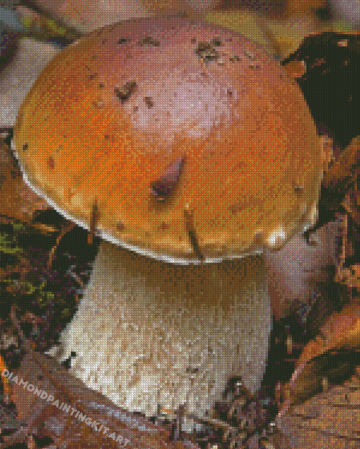 Boletus Edulis Diamond Painting