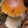 Boletus Edulis Diamond Painting