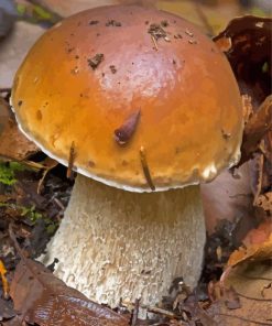 Boletus Edulis Diamond Painting