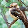 Kookaburra Bird Diamond Painting