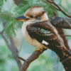 Kookaburra Bird Diamond Painting