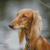 Monochrome Saluki Dog Diamond Painting