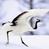 Red Crowned Crane Diamond Painting