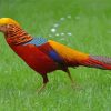 Golden Pheasant Diamond Painting