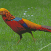 Golden Pheasant Diamond Painting