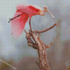 Roseate Spoonbill Diamond Painting