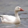 Snow Goose Diamond Painting