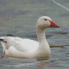 Snow Goose Diamond Painting