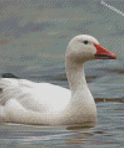 Snow Goose Diamond Painting