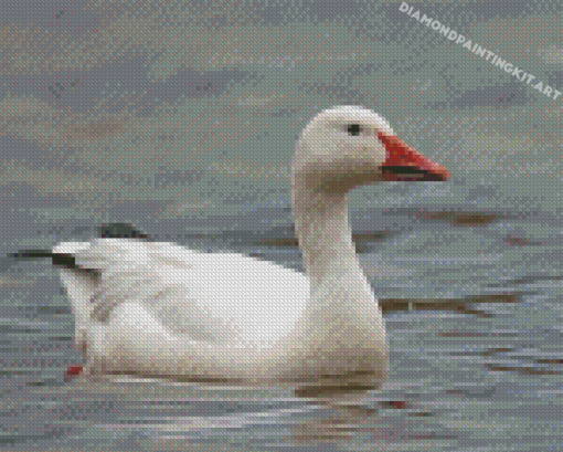 Snow Goose Diamond Painting