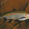 Steelhead Fish Diamond Painting