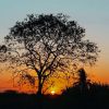 Trees At Sunset Diamond Painting