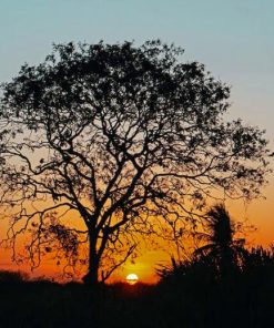 Trees At Sunset Diamond Painting