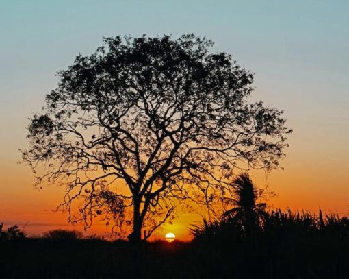 Trees At Sunset Diamond Painting