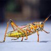 Close Up Grasshopper Diamond Painting