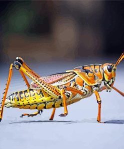 Close Up Grasshopper Diamond Painting