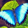 Blue Buttefly Diamond Painting