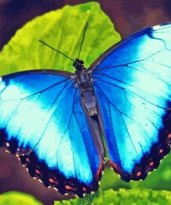 Blue Buttefly Diamond Painting