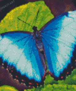 Blue Buttefly Diamond Painting