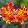 Orange Alstroemeria Diamond Painting