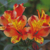 Orange Alstroemeria Diamond Painting