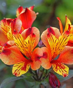 Orange Alstroemeria Diamond Painting