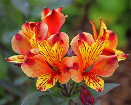 Orange Alstroemeria Diamond Painting