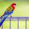 Parakeet Eastern Rosella Diamond Painting