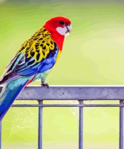 Parakeet Eastern Rosella Diamond Painting