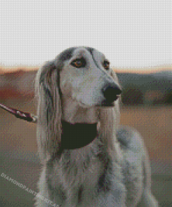 Saluki Pet Dog Diamond Painting