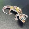 Western Desert Gecko Diamond Painting